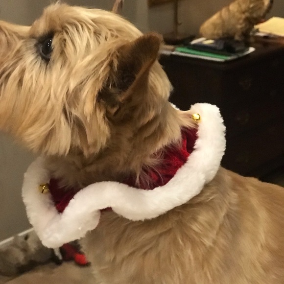 Dog Santa Ruffle  Elastic fit for both comfort and style with small bells!!! - Picture 6 of 9